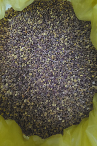 گرده گل های خاص و کمیاب دارویی جنگلی نایاب کیلویی 2/100/000